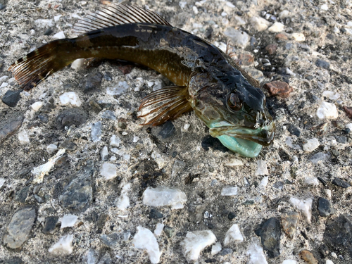 アナハゼの釣果