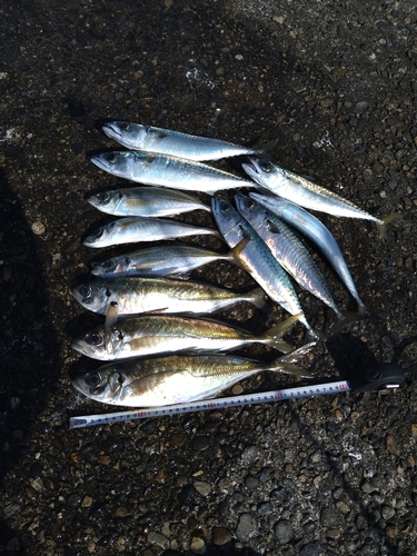 アジの釣果