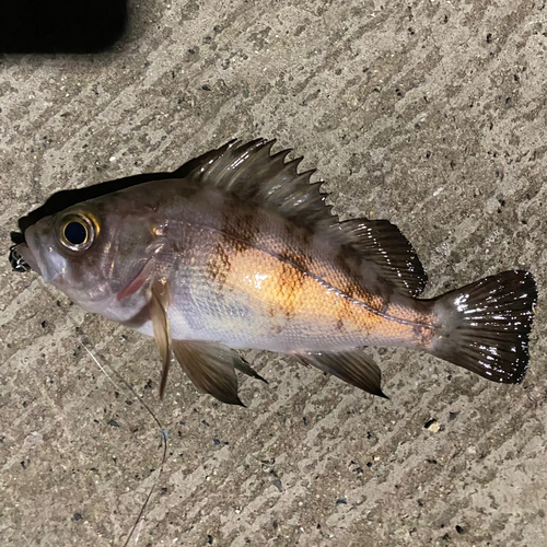 シロメバルの釣果