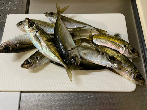 アジの釣果