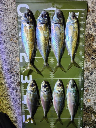 アジの釣果