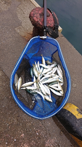 イワシの釣果