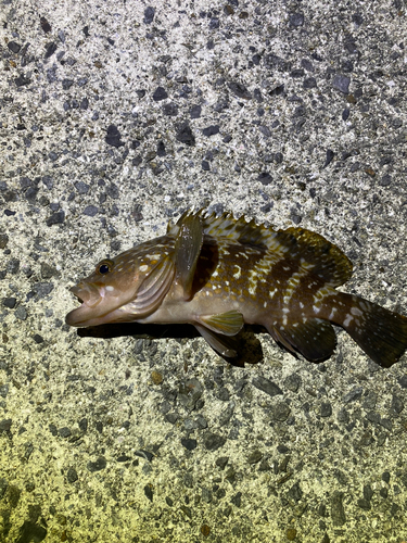 アコウの釣果