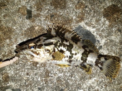 タケノコメバルの釣果