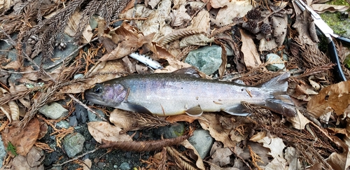 イワナの釣果