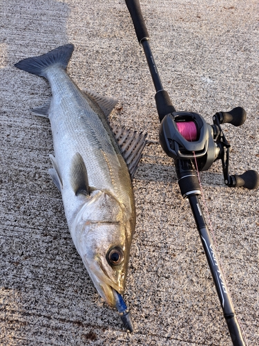 シーバスの釣果