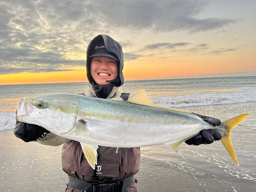 ブリの釣果