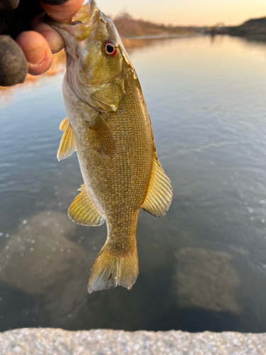 スモールマウスバスの釣果