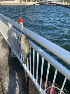 コノシロの釣果