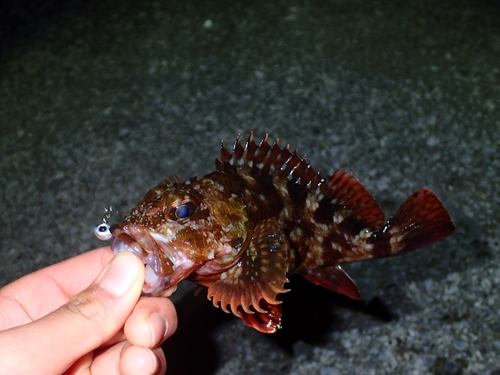 カサゴの釣果