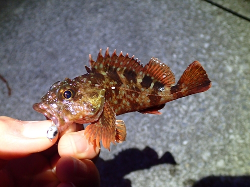 カサゴの釣果