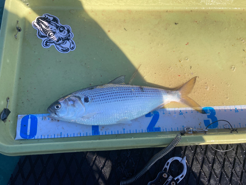 コノシロの釣果