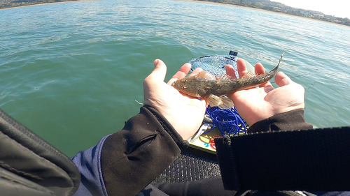 マゴチの釣果