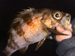 メバルの釣果