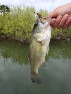 ラージマウスバスの釣果