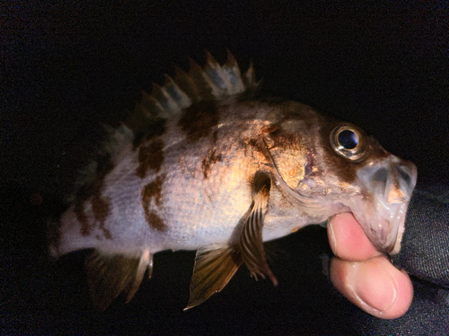 メバルの釣果