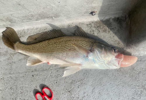 ニベの釣果