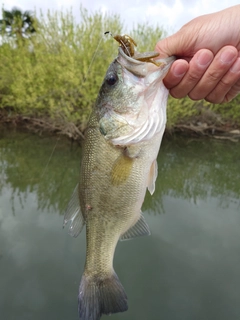 ラージマウスバスの釣果