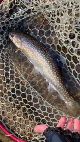 アメマスの釣果