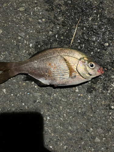 ウミタナゴの釣果