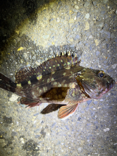 カサゴの釣果