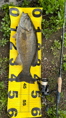 スモールマウスバスの釣果