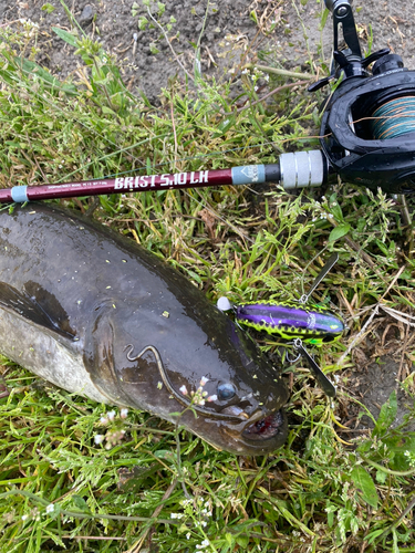 ナマズの釣果