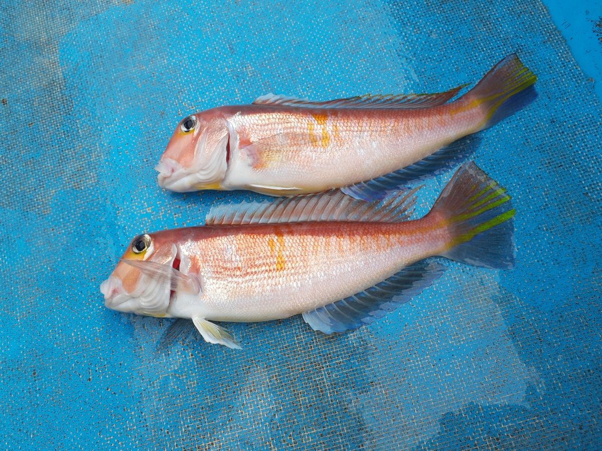 万年釣三昧さんの釣果 1枚目の画像