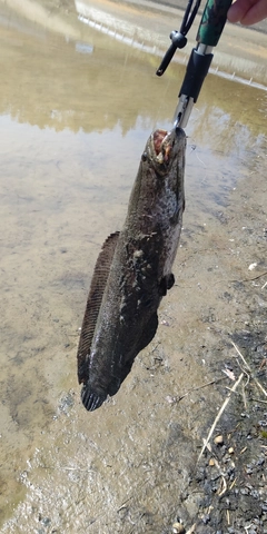 ライギョの釣果