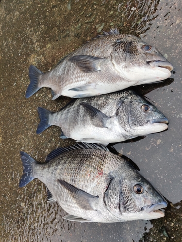 クロダイの釣果