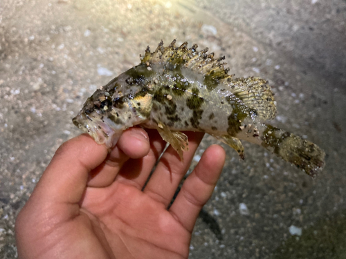 タケノコメバルの釣果