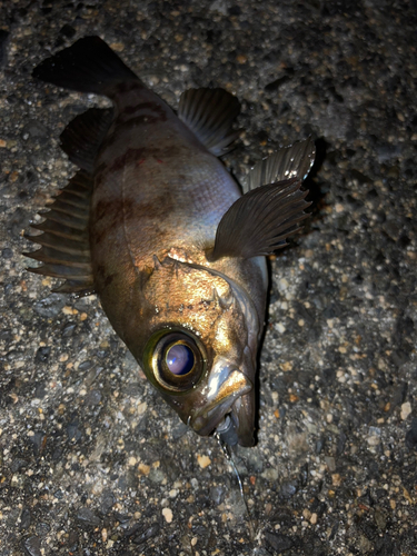 シロメバルの釣果