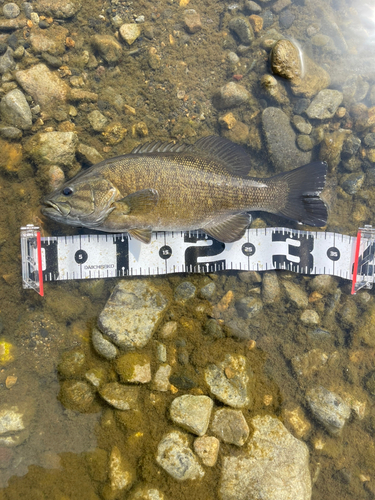 スモールマウスバスの釣果