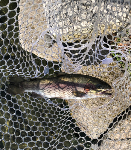 ニジマスの釣果