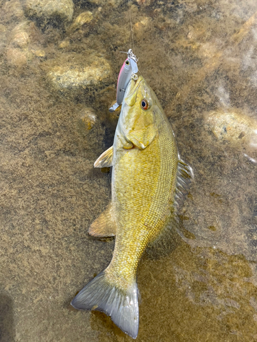 スモールマウスバスの釣果