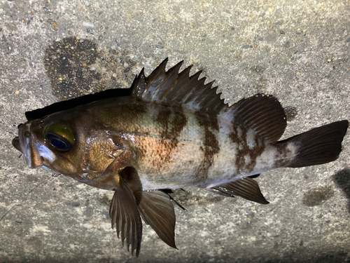 メバルの釣果