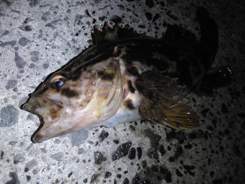 タケノコメバルの釣果