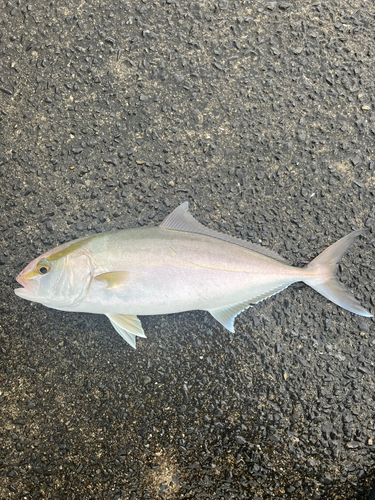 カンパチの釣果