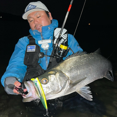 ヒラスズキの釣果