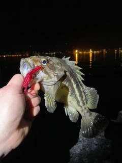 シマゾイの釣果