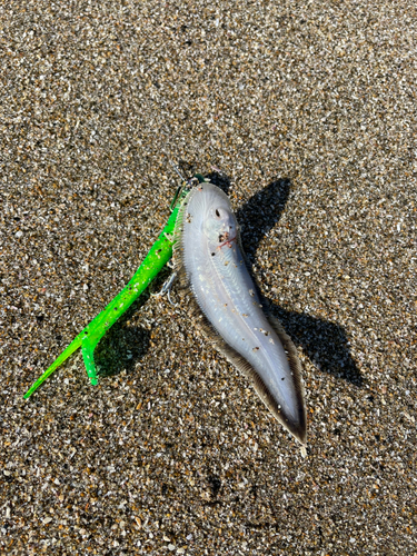 シタビラメの釣果