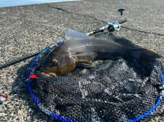 アブラコの釣果