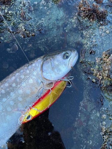 アメマスの釣果