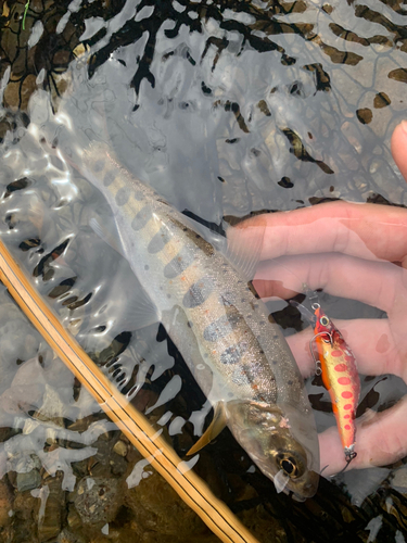 アマゴの釣果