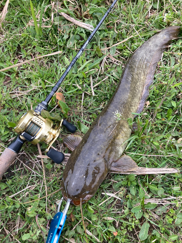 ナマズの釣果