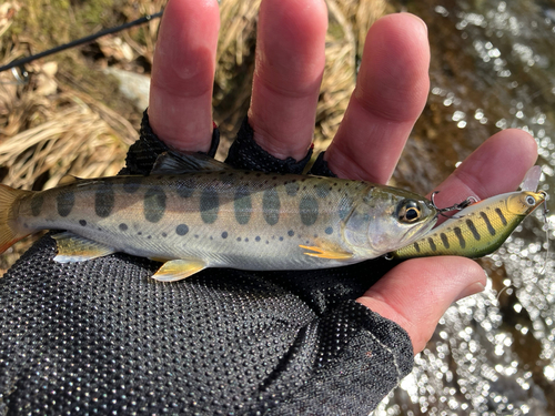 ヤマメの釣果