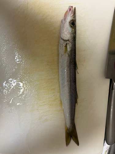 カマスの釣果