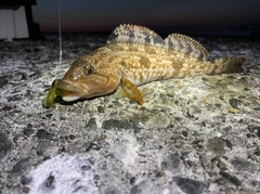 アブラコの釣果