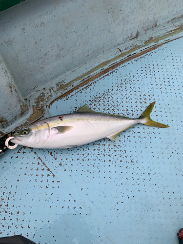 シロアマダイの釣果