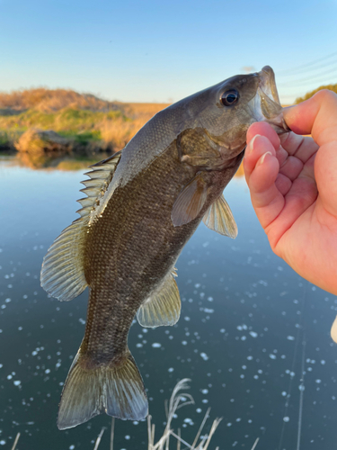 スモールマウスバスの釣果